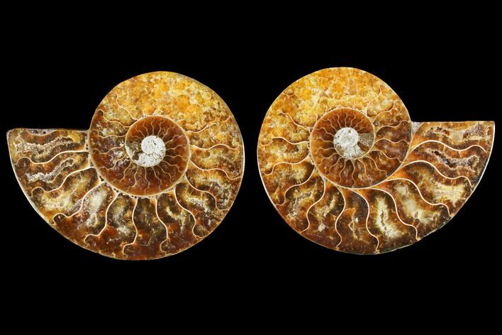 Agate Replaced Ammonite Fossil - Madagascar #145813